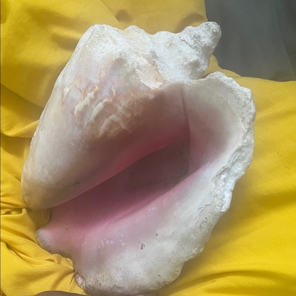 Large Pink and White Conch Shell - Picture 2 of 2